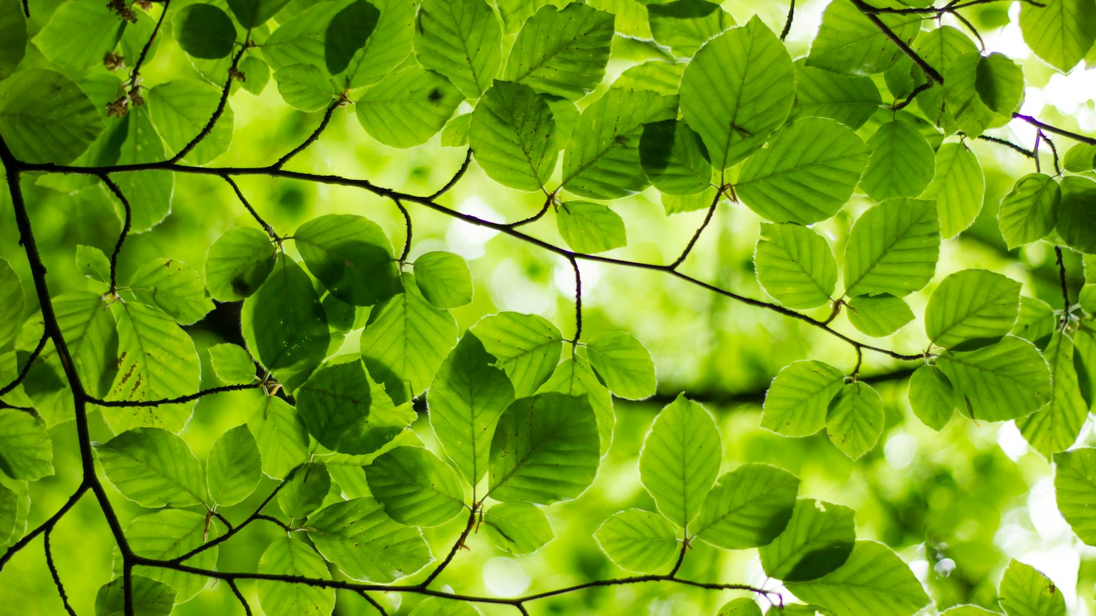 Folha verde com gotas de água, close-up